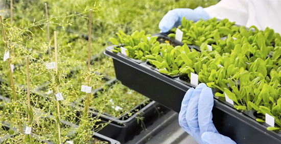 آزمایشگاه گیاهپزشکی