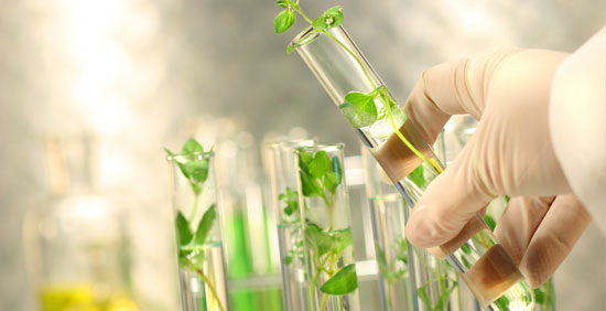 آزمایشگاه کشت بافت گیاهی 