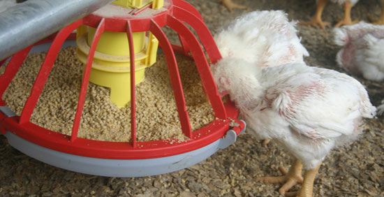 آزمایشگاه خوراک دام و طیور